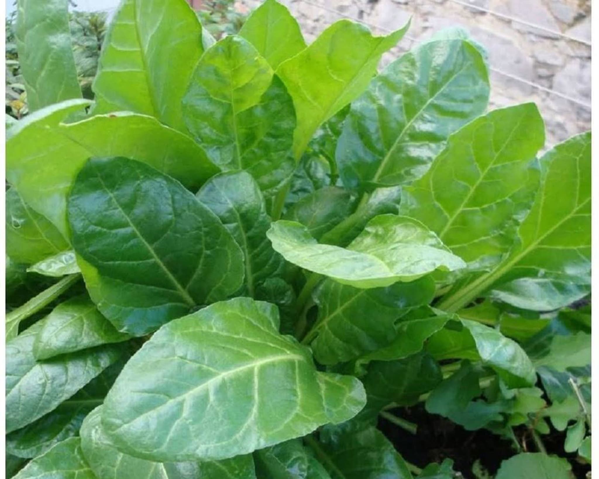 Spinach - Perpetual